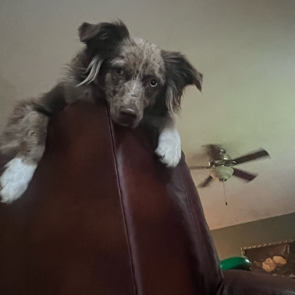 Meet your Posher, Lizz - Picture 3 of 6